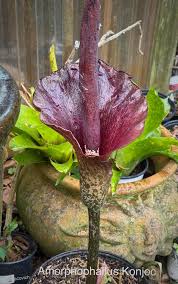 Image result for Amorphophallus abyssinicus