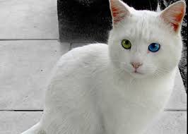 Evde Kedi Bakimi Nasil Olmalidir Takvim 2021