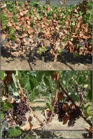Check spelling or type a new query. Grapevine Abiotic Stress Assessment And Search For Sustainable Adaptation Strategies In Mediterranean Like Climates A Review Springerlink