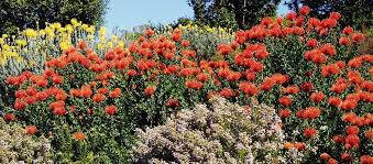E' una pianta per siepi da giardino sempreverde con una crescita veloce fino a 7 metri d'altezza e in grado di creare una siepe coprente, molto florida ed per questo il ligustro è la pianta ideale per me per siepi da giardino fiorite. Siepe Fiorita Ottieni Una Siepe Sempreverde Fiorita