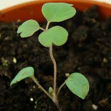 Pin On Identify Planted Seedling Pictures