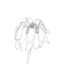 Image Result For Easy Dead Flower Drawing Flower Drawing Flower Line Drawings Easy Flower Drawings