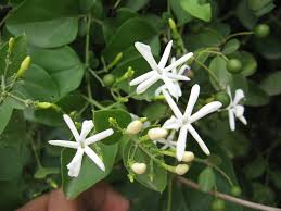 Image result for Jasminum fluminense