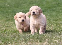 Akc lab puppies for sale in maine. Daisy S Darling Six Week Old Puppies Windy Knoll Golden Retrievers