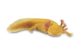 The size depends on several factors that we will go through later on. Axolotl Facts Ambystoma Mexicanum