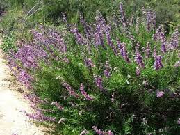 When selecting trees, shrubs, ground covers, perennials and annuals for your garden, look for those that naturally grow together and use about the same amount of water. 22 Drought Tolerant Plants Ideas