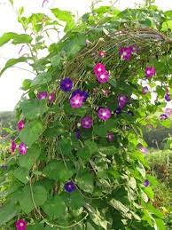 Pin On Garden Flowers Herbs Projects