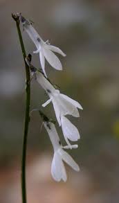 Image result for Lobelia chireensis