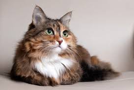 This breed didn't earn the moniker ragdoll for nothing. How Can You Tell If A Kitten Will Have Long Or Short Hair