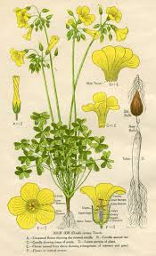 Image result for Oxalis pes-caprae