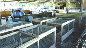 Gates and fences hawaii island is the best fence. State Alleges Multiple Violations At Piggery Hawaii Tribune Herald