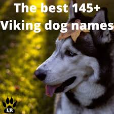 145 Of The Best Viking Dog Name S Labrottie Com In 2020 Dog Names Girl Dog Names Boy Dog Names Vikings and the ancient scandinavian population spoke old norse. pinterest