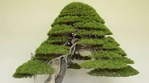 How to prune an overgrown juniper. Care Guide For The Juniper Bonsai Tree Juniperus Bonsai Empire