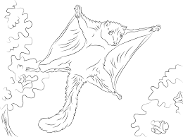 Let your child color the squirrel. Squirrel Flying Coloring Page Free Printable Coloring Pages For Kids