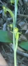 Image result for Habenaria arenaria