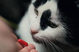 Are blood pressure medications right for you? Benadryl For Cats