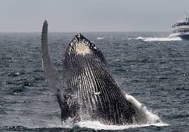 The humpback has a bulky head with bumpy protuberances (tubercles), each with a bristle. Vls6bc Gqbibm