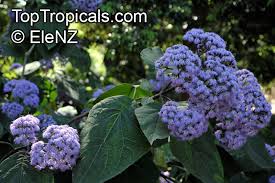 Image result for Bartlettina