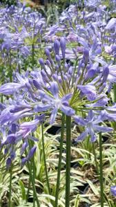 Image result for Agapanthus codii