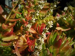 Image result for Crassula capitella
