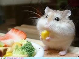 In people who subsist on a diet. Daily Squee Corn Cute Animals In The Cutest Pictures Ever And Even Cuter Baby Animals Cute Animals Cute Baby Animals Cute Animal Pictures Animal Gifs Gif Animals Cheezburger