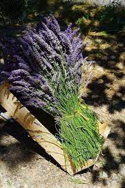 Pin By Ro Nieto On Lavender Lavender Garden Lavender Fields Lavender Plant