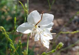 Image result for Oenothera lindheimeri