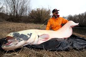 He claims that it took 40 long minutes to reel the fish to shore, before photographs were able to be taken. Wels Catfish Claimed To Be Killers Get Rehomed By Anglers Article Tue 23 Apr 2019 09 59 40 Am Utc