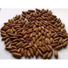 Chilgoza Pine Nuts With Shell 1kg Price In Pakistan At Symbios Pk Pine Nuts Snacks Fun Snacks
