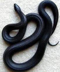 Pin By Taeyon On Snakes Snake Pretty Snakes Animals
