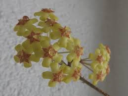 Check spelling or type a new query. Hoya Seite 2 Apocynaceae Hundsgiftgewachse Sukkulentenforum