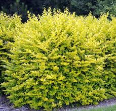 Image result for ligustrum ovalifolium