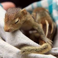 Check spelling or type a new query. What Do Squirrels Eat From Pet Squirrels To Wild Squirrels