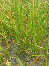 Image result for Eleocharis acutangula