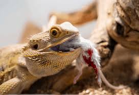 Bearded dragon diet chart learn what a bearded dragon needs to eat to stay healthy. Can Bearded Dragons Eat Mice