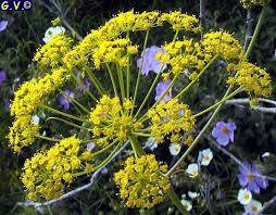 Ανακατεύουμε με μία ξύλινη κουτάλα μέχρι να πάρουν χρώμα όλα τα λαχανικά. Meta Thn Kolxikinh Erxetai H 8apsigarginh Poio Einai To Neo Elpidoforo Farmako Kata Toy Covid Eidhseis Nea To Bhma Online