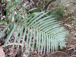 Image result for Amblovenatum opulentum