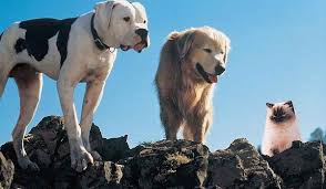 Boogedy, we run down the 15 weirdest movies on disney plus. The 10 Best Dog Movies On Disney Cinemablend