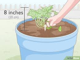 You can use many methods of vertical zucchini growing. Simple Ways To Grow Zucchini In Pots 14 Steps With Pictures
