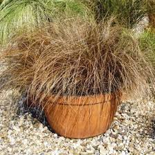 Image result for Carex brassii