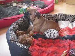 Diese homepage wird zur zeit überarbeitet. Dacapo Dog Baby Bruce Im Spielzeugland Youtube