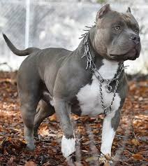 Pitbull Bully Pictures On Instagram What A Beauty Follow Us Pitbull Addicted Ig Follow Us Pitbull Addicted Ig Bully Breeds Dogs Pitbulls Scary Dogs