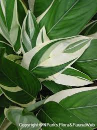 Image result for Maranta arundinacea