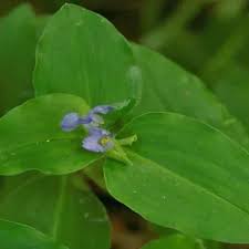 Image result for Commelina benghalensis