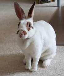 Mini Rex Rabbit Is This Your Ideal New Pet