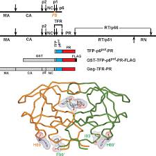 Li jun, love thinking, philosophy and programming. Structural Organization Of Gag And Gag Pol Polyproteins In Hiv 1 And Download Scientific Diagram