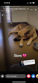 Urgent Plea! For Steve #245512 Sweet & Defeated 1 yr old GSD -Euthanasia  10/5 at Apple Valley Shelter in Apple Valley, California : r/germanshepherds