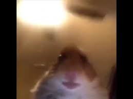 Aug 06, 2020 funny pfp for tiktok hamster : Hamster Starting Staring At Face Cam Face Time Hamster Original Youtube Funny Hamsters Cute Hamsters Best Memes