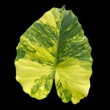 Image result for Cavacoa aurea