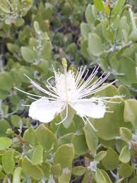 Image result for Capparis
